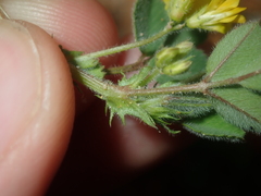 Medicago truncatula