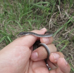 Orientocoluber spinalis