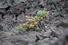 Metrosideros polymorpha