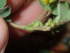 Medicago truncatula