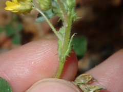 Medicago truncatula
