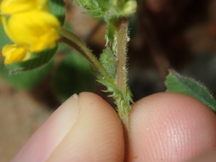 Medicago truncatula