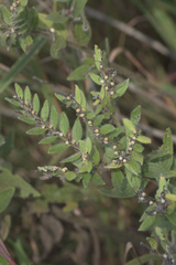 Lithospermum occidentale