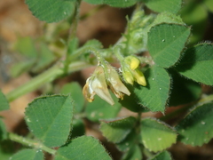 Medicago truncatula