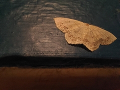 Scopula limboundata
