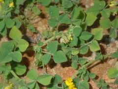 Medicago truncatula