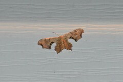 Calledapteryx dryopterata