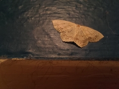 Scopula limboundata