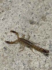 Vaejovidae