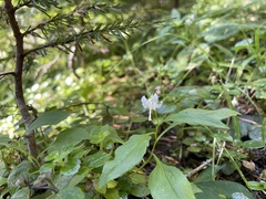 Campanula scouleri