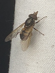Rhingia nasica