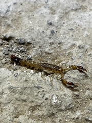 Vaejovidae