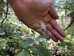 Campanula scouleri