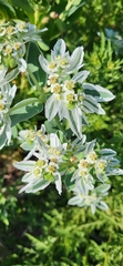 Euphorbia marginata
