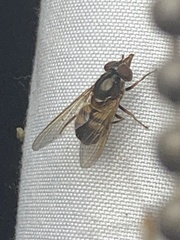 Rhingia nasica