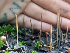 Macrotyphula juncea
