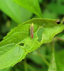 Graphocephala coccinea