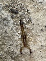 Vaejovidae