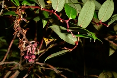 Gaultheria
