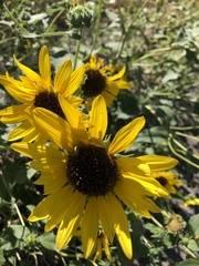 Helianthus petiolaris