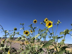 Helianthus petiolaris