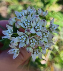 Funastrum cynanchoides