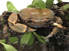 Nanhaipotamon formosanum