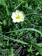 Oenothera laciniata