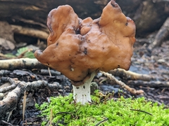 Gyromitra infula