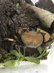 Nanhaipotamon formosanum