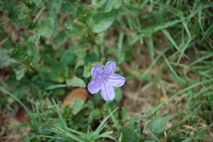 Ruellia