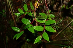 Gaultheria