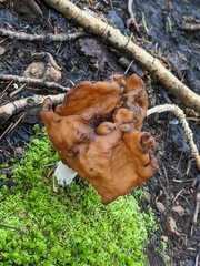 Gyromitra infula