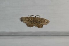 Melanolophia canadaria