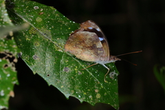 Cybdelis phaesyla