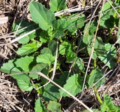 Rhynchosida physocalyx