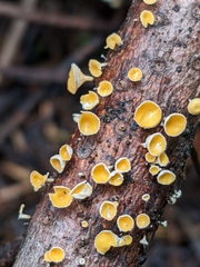 Lachnellula