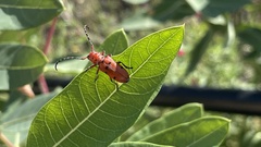 Tetraopes femoratus