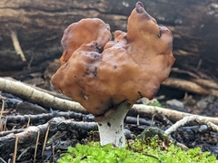 Gyromitra infula