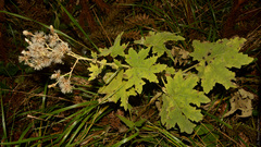Jungia sellowii