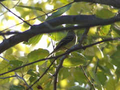 Empidonax