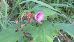 Rubus odoratus