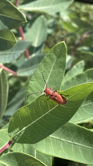 Tetraopes femoratus