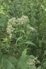 Eupatorium sessilifolium