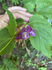 Nothochelone nemorosa