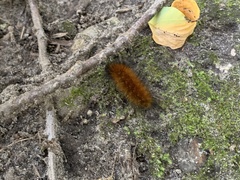 Pyrrharctia isabella
