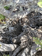 Sceloporus occidentalis bocourtii