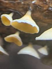 Lachnellula