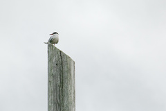 Sterna hirundo
