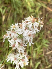 Symphyotrichum urophyllum